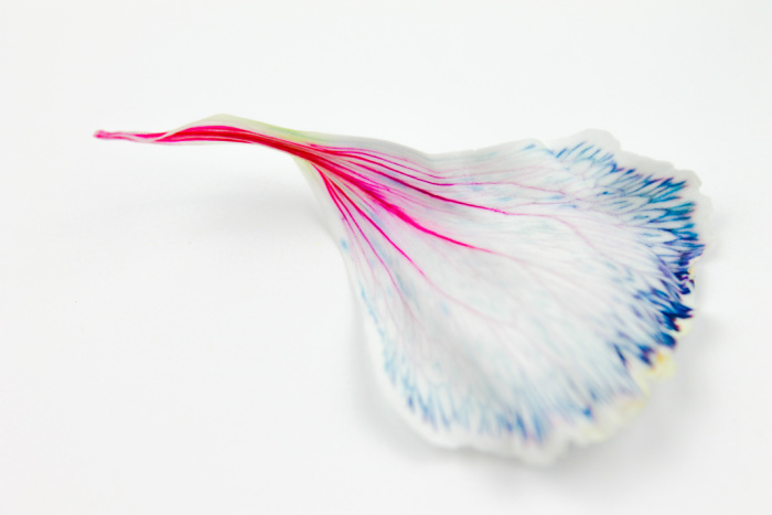 dyed carnation petal showing how dye moves into it from colored water