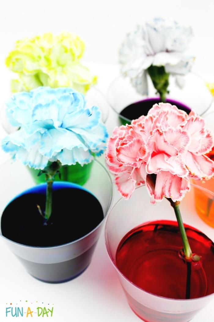 white carnations dyed colors in a preschool flower science experiment