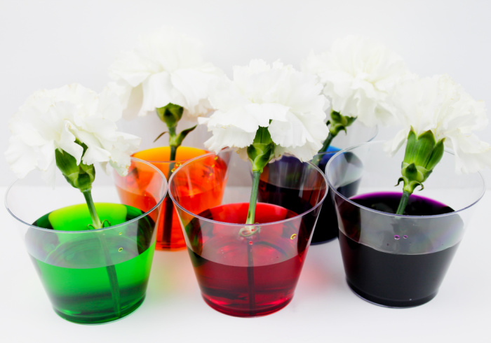 5 white carnations in cups full of dyed water as a preschool flower science experiment