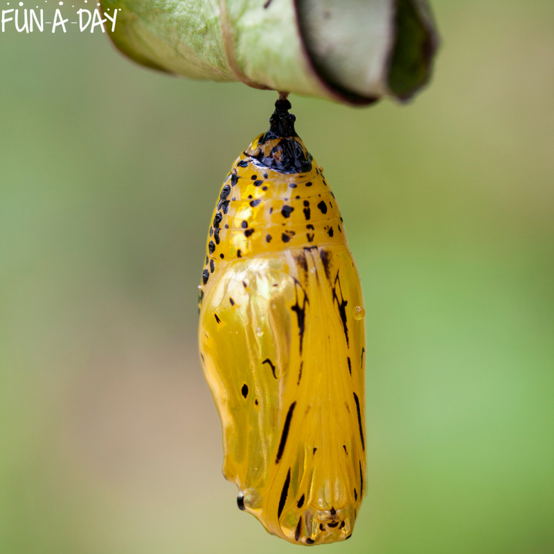 close up of golden chrysalis with black specks