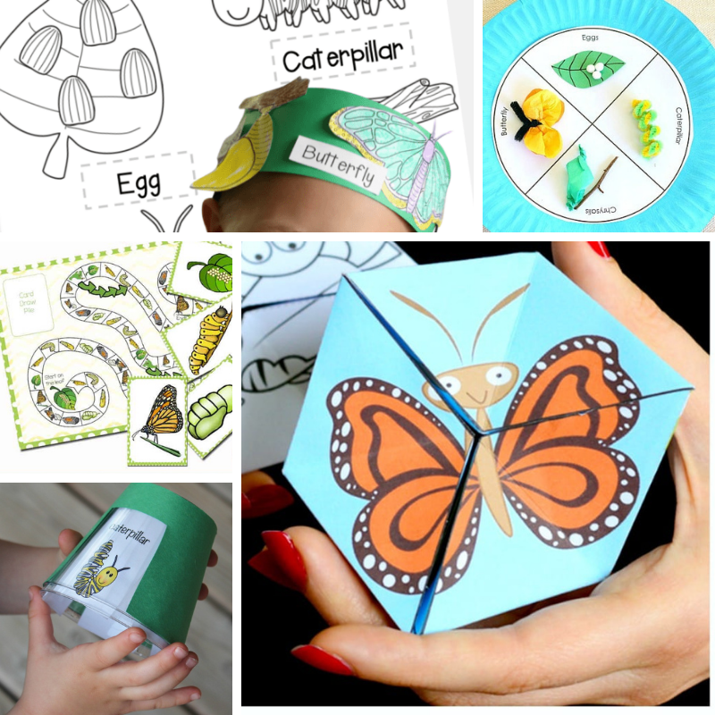 5 printables about the life cycle of a butterfly