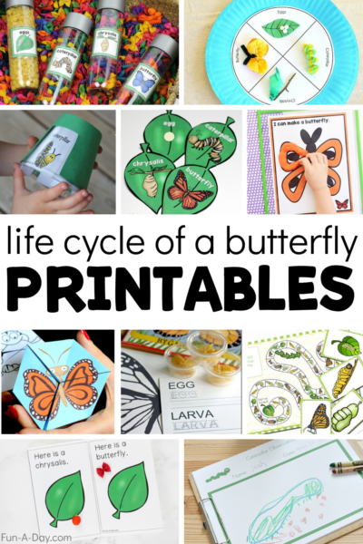 collage of butterfly worksheets with text that reads life cycle of a butterfly printables