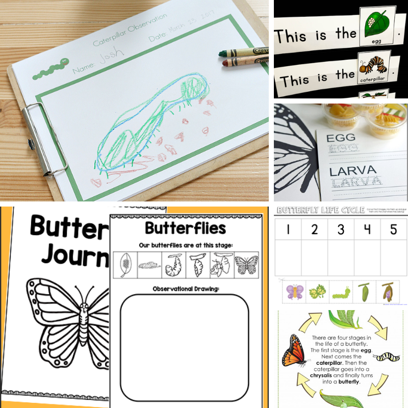 6 life cycle of a butterfly printables