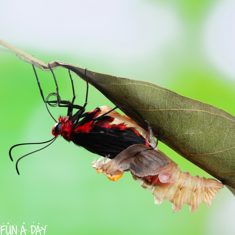 butterfly emerging from chrysalis on a leaf as part of the butterfly life cycle for kids