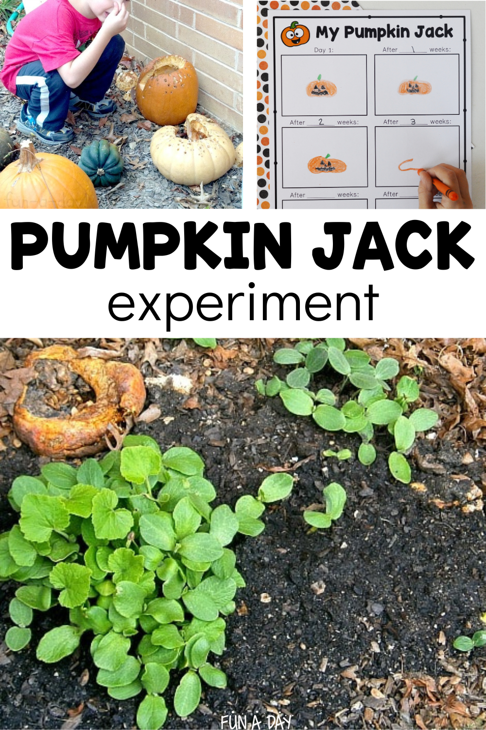 Decomposing pumpkins regrowing in preschool playground and recording sheet with text that reads pumpkin jack experiment