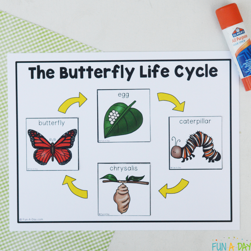 completed butterfly life cycle printable