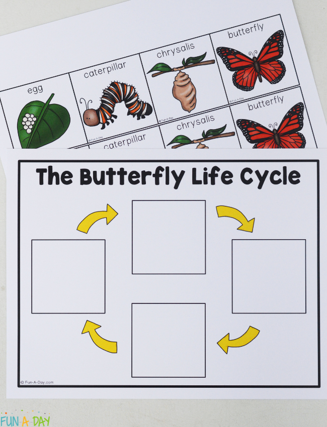 butterfly life cycle printable pages ready to be used