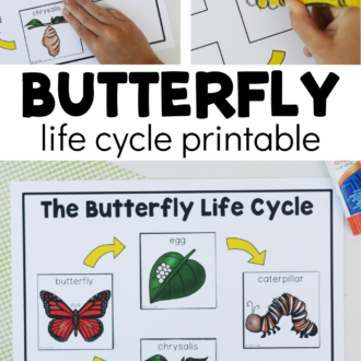 in-use and completed butterfly sheets with text that reads butterfly life cycle printable