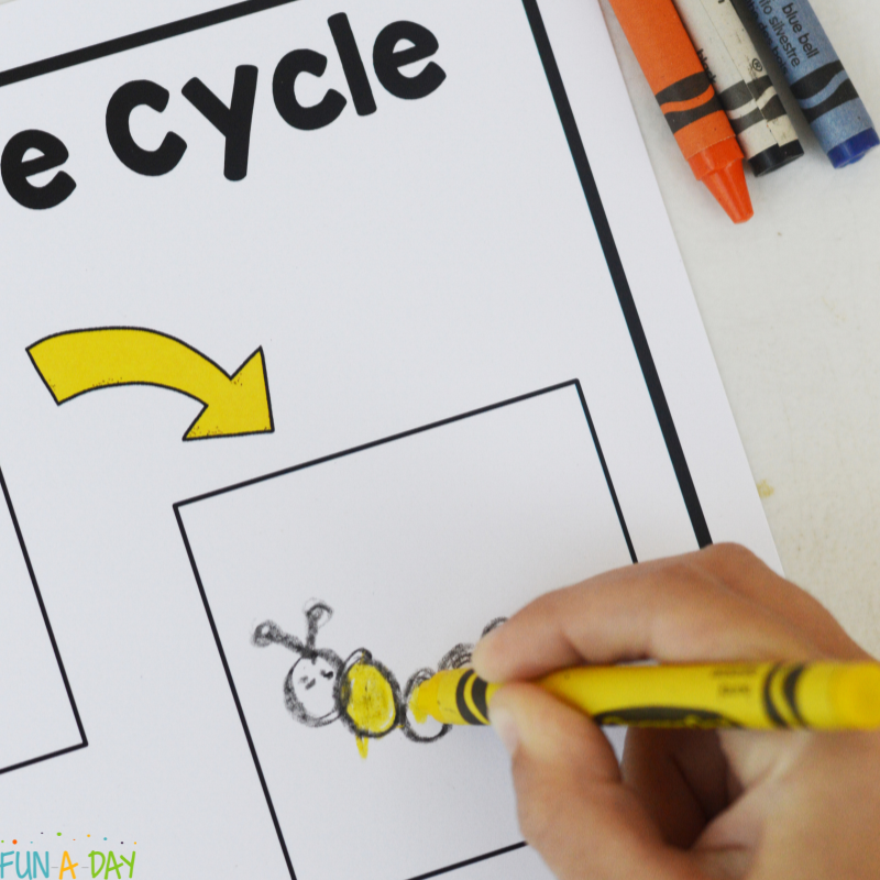 child drawing a caterpillar on a free butterfly life cycle printable