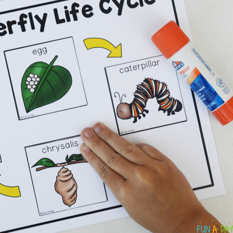 child gluing the chrysalis card onto the butterfly life cycle printable sheet